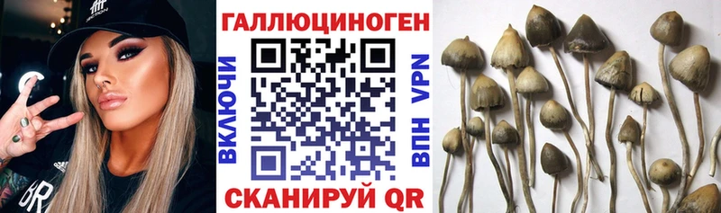 Псилоцибиновые грибы Cubensis  Купить где  Югорск 